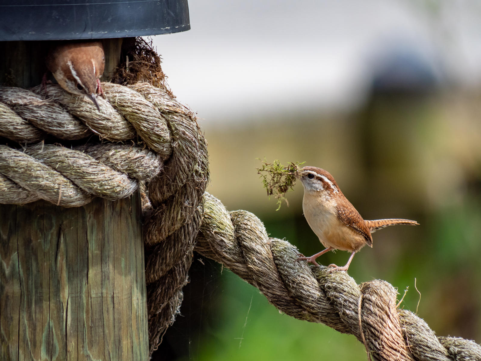 Carolina wrens building their nest 