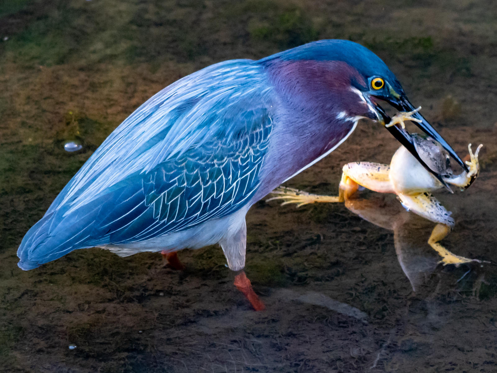Green Heron, C&O Canal National Historical Park