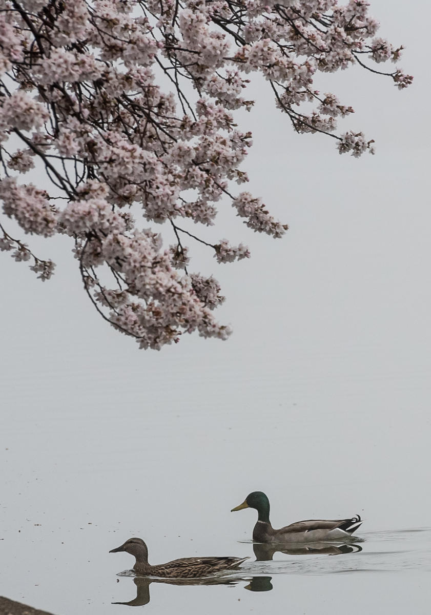 Cherry Blossoms Tidal Basin
