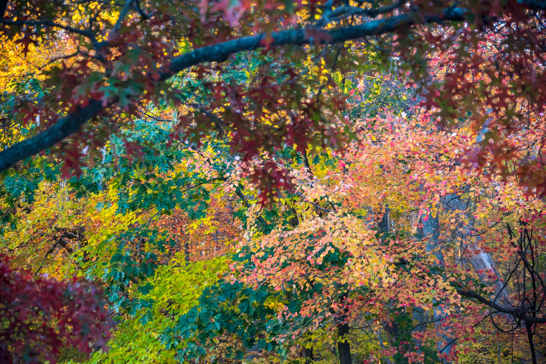 Autumn Great Falls National Park
