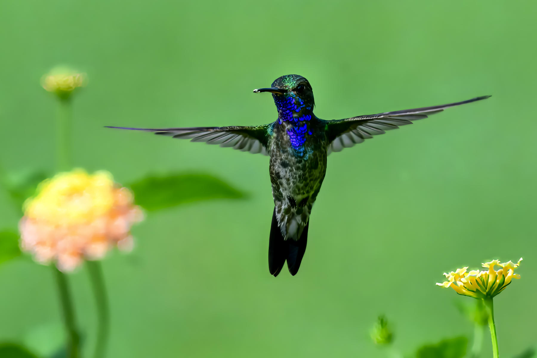 Fiery Throated Hummingbird in Panama